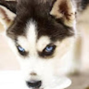 Meet your Posher, Renee